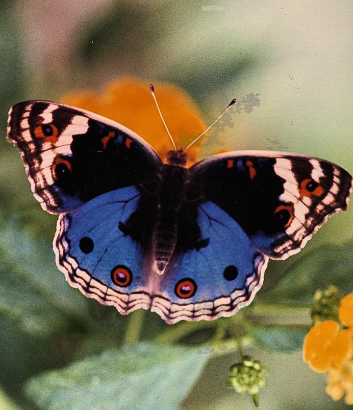 Tropical buckeye butterfly